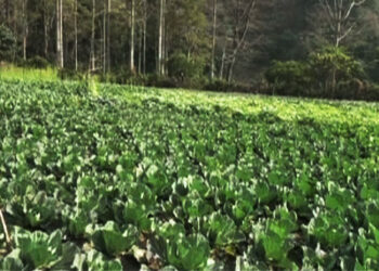 Winter vegetables without a market- Zhemgang