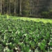 Winter vegetables without a market- Zhemgang