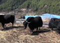 Promoting cross-boundary cooperation for conservation and development of Yak