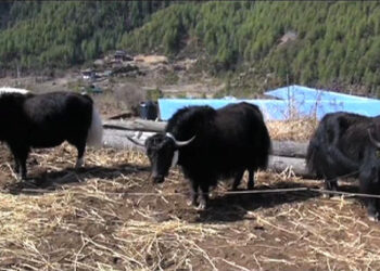 Promoting cross-boundary cooperation for conservation and development of Yak