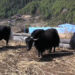 Promoting cross-boundary cooperation for conservation and development of Yak