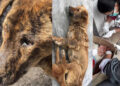 Canine Distemper outbreak in Dagana