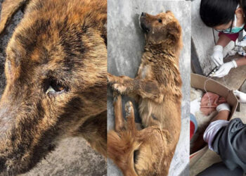 Canine Distemper outbreak in Dagana