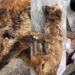 Canine Distemper outbreak in Dagana