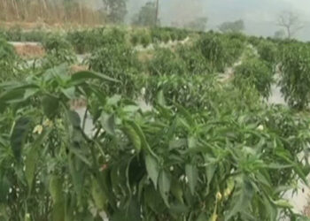 Winter chilli plantation successful in Lamthang, Zhemgang