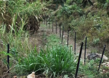 HDPE poles replace wooden poles for electric fencing, Monggar