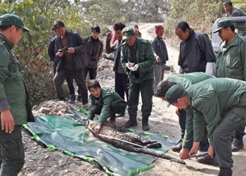 Foresters rescued a leopard, Monggar