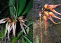 Bhutan discovers new orchid species