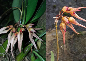 Bhutan discovers new orchid species