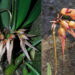 Bhutan discovers new orchid species