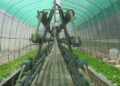 Hydroponic farming- elevating agriculture
