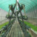 Hydroponic farming- elevating agriculture