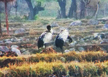 For the first time 2 black-necked cranes sighted in Athang Gewog