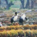 For the first time 2 black-necked cranes sighted in Athang Gewog