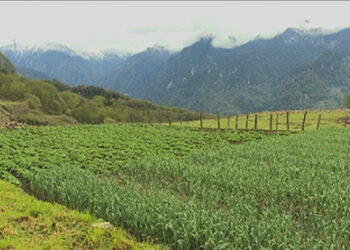 Unknown disease drying up Areca nut plants in Tading, Samtse