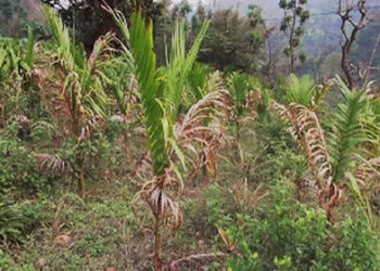 Unknown disease drying up Areca nut plants in Tading, Samtse