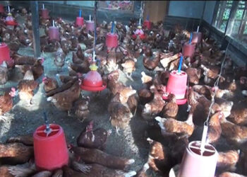 Nuggo Poultry Farm in Sergithang, Tsirang, a huge success