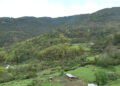 Villagers report of tigers attacks on cattle in Trongsa