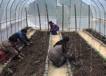 ARDC Monggar introduces protected cultivation method to increase tomato yield