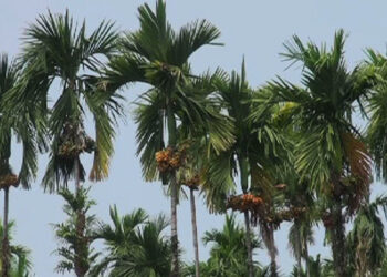Areca nut farmers in Sarpang affected by border closure