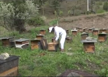 Honey business turns bitter amid the COVID-19 situation