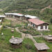 Cordyceps collectors of Dangchhu Gewog request for extension of two weeks