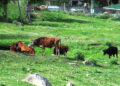 Cattle raiding on the rise