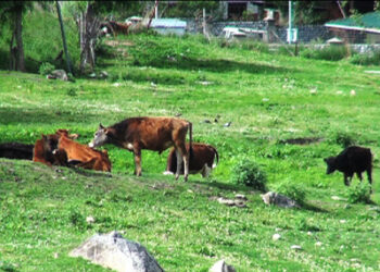 Cattle raiding on the rise