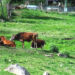 Cattle raiding on the rise