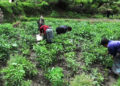 Chilli growers happy with the steady price, Trashi Yangtse
