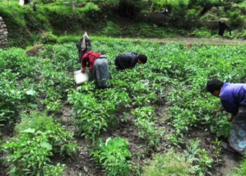 Chilli growers happy with the steady price, Trashi Yangtse