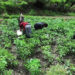 Chilli growers happy with the steady price, Trashi Yangtse