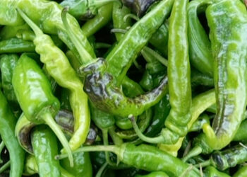 Boosting income through the sale of local green chilli, Nangkor in Zhemgang