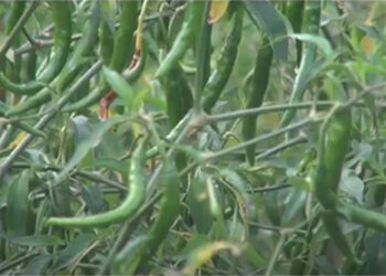 Farmers in Tashithang, Tsirang unable to sell their chillies due to drop in demand