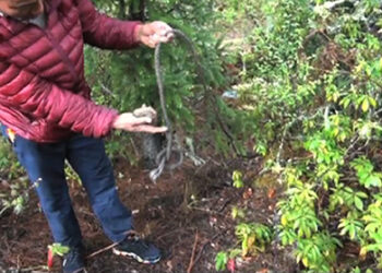 Cattle missing in Loong-nyi and Wangchang Gewogs, Paro