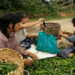 Chilli farmers of Goling Village in Zhemgang elated over a successful season