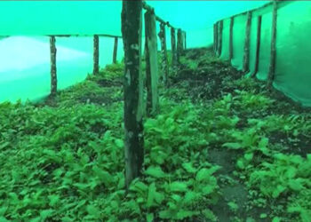 COVID-19 pandemic boosting agriculture interest in youth- Geonshari, Punakha