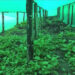 COVID-19 pandemic boosting agriculture interest in youth- Geonshari, Punakha