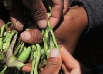 Outbreak of chilli pod borer affecting vegetable production, Punakha