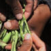 Outbreak of chilli pod borer affecting vegetable production, Punakha