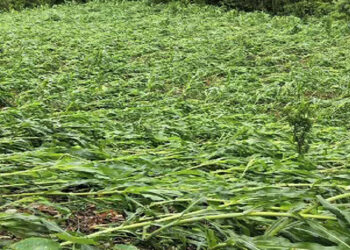Heavy rainfall damages maize in Pema Gatshel