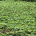 Heavy rainfall damages maize in Pema Gatshel