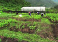Private sector employees & Civil servants start growing their own vegetables in Monggar