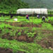 Private sector employees & Civil servants start growing their own vegetables in Monggar