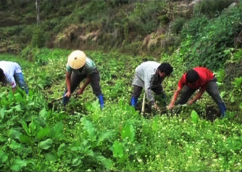 Land Use Certificate Pilot projects in Monggar successful