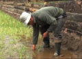 A farmer in Gyaltsa is trying paddy cultivation or the very first time in his village, Bumthang