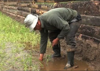 A farmer in Gyaltsa is trying paddy cultivation or the very first time in his village, Bumthang