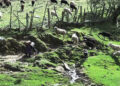 Sheep rearing declining in Bumthang due to wild life predation
