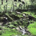 Sheep rearing declining in Bumthang due to wild life predation
