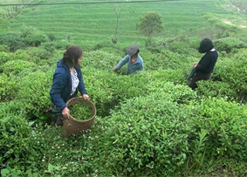 A better harvest every year- green tea growers in Samchhoeling